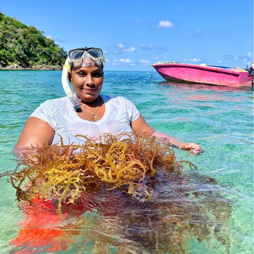 Ocean Remedies Founder harvesting sea moss in Bequia