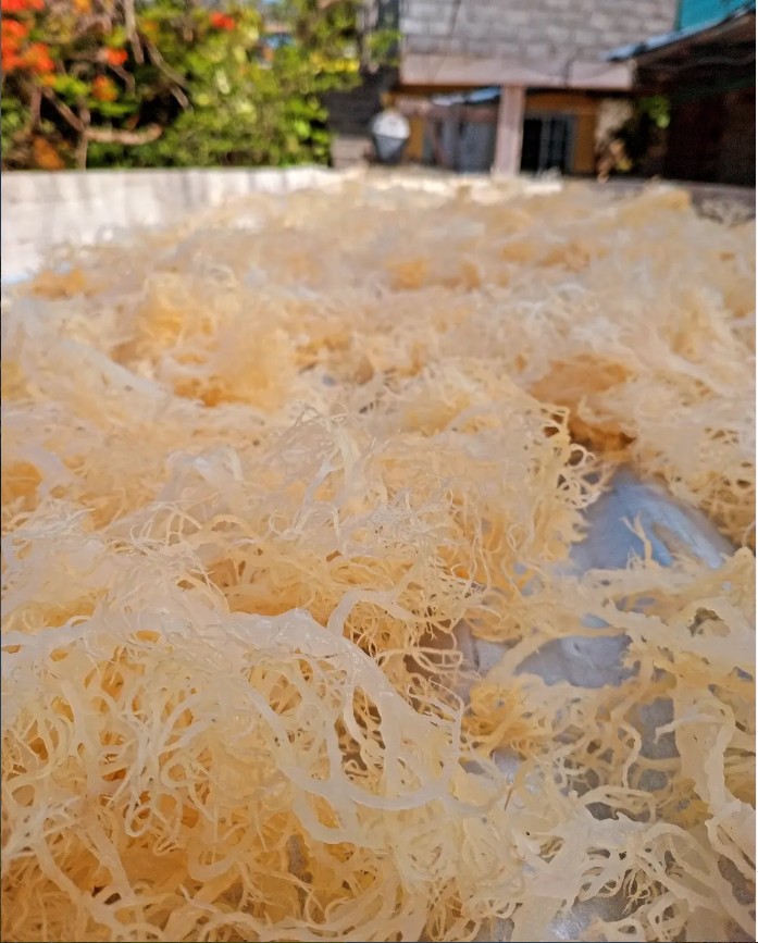 Raw Dried Sea Moss