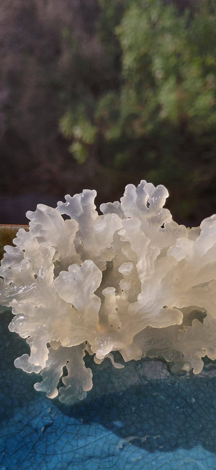 Fresh Caribbean sea moss from Bequia