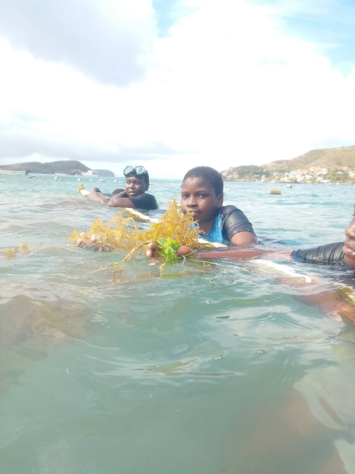 Premium sea moss harvest from Bequia waters